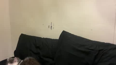 Bran online show from March 10, 1:05 pm