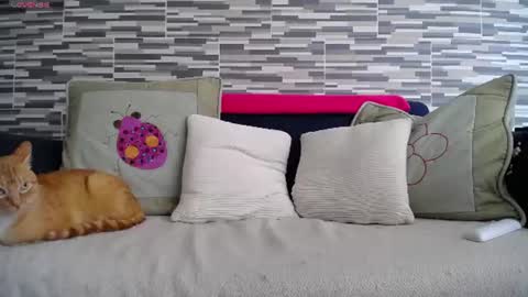 Violeta Gmez online show from July 7, 4:11 pm