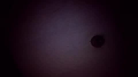 vujadetr online show from February 21, 8:04 am