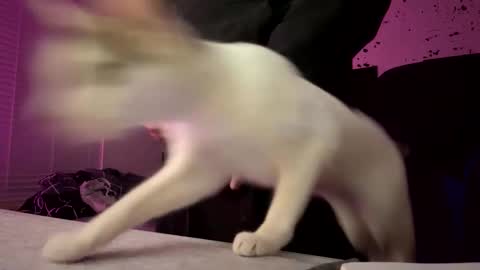 Snapshot of whatsinmystucco chatting on January 6, 1:04 pm whatsinmystucco online show from January 6, 1:04 pm