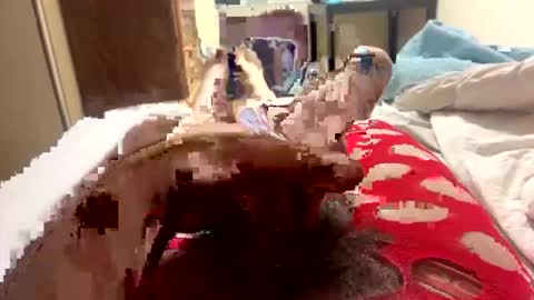 yourcelebritycrush online show from March 30, 6:36 am