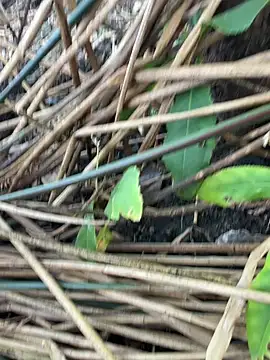 Snapshot of Yurt000 chatting on September 11, 3:17 am Yurt000 online show from September 11, 3:17 am