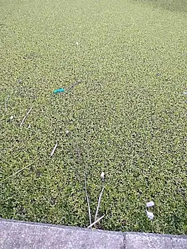 Eduardoxxx51 online show from December 3, 10:19 pm