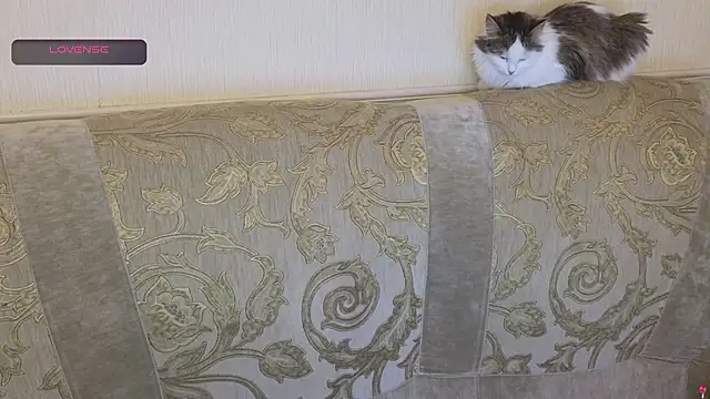 gertanord online show from October 26, 2:23 pm