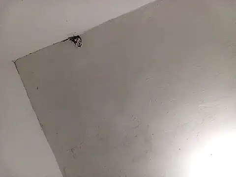 Surreyaa online show from February 13, 3:39 am