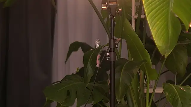 Snapshot of EmilyRaymont chatting on October 6, 4:10 am EmilyRaymont online show from October 6, 4:10 am