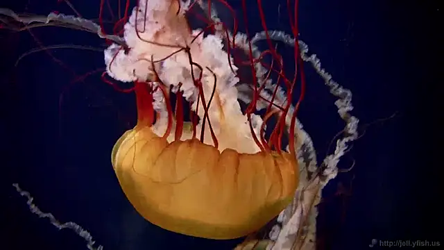 Snapshot of streamy_test11 chatting on December 5, 8:22 am streamy test11 online show from December 5, 8:22 am