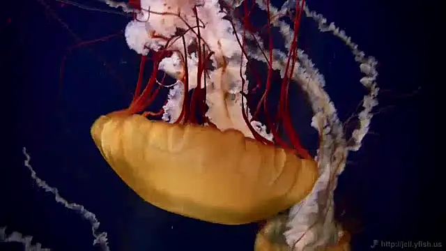 Snapshot of streamy_test11 chatting on December 10, 8:30 am streamy test11 online show from December 10, 8:30 am