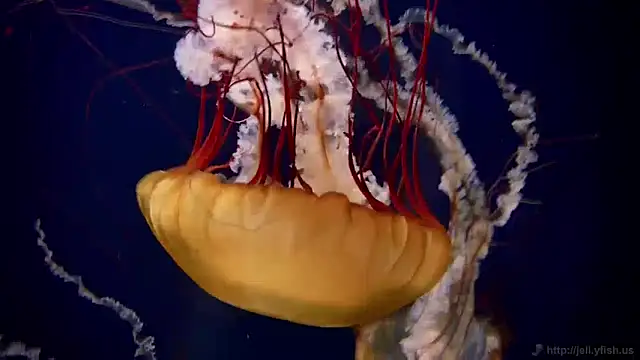 Snapshot of streamy_test11 chatting on December 13, 8:09 am streamy test11 online show from December 13, 8:09 am