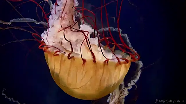 Snapshot of streamy_test11 chatting on December 24, 3:37 pm streamy test11 online show from December 24, 3:37 pm