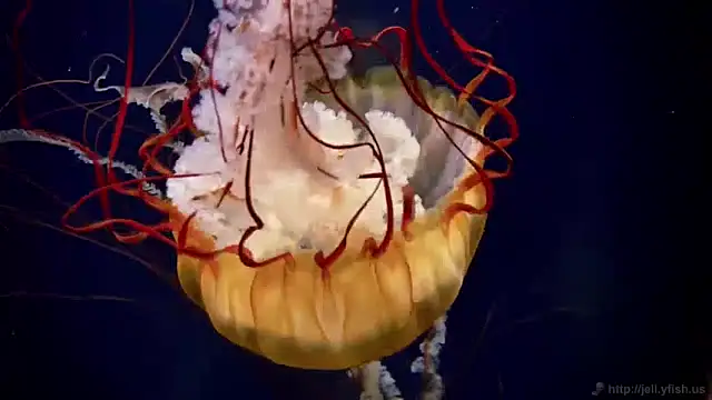 Snapshot of streamy_test11 chatting on January 15, 8:09 am streamy test11 online show from January 15, 8:09 am