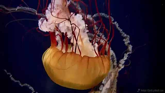 Snapshot of streamy_test11 chatting on January 27, 9:23 am streamy test11 online show from January 27, 9:23 am