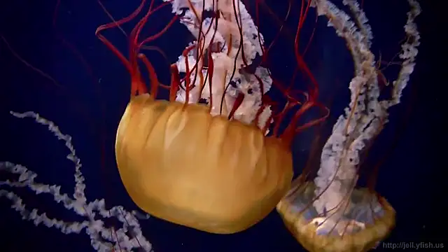 Snapshot of streamy_test11 chatting on February 3, 8:13 am streamy test11 online show from February 3, 8:13 am