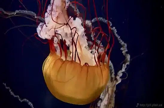 Snapshot of streamy_test11 chatting on February 4, 8:13 am streamy test11 online show from February 4, 8:13 am