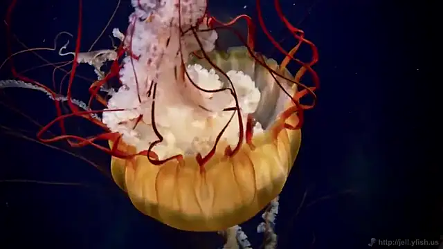 Snapshot of streamy_test11 chatting on February 19, 8:33 am streamy test11 online show from February 19, 8:33 am