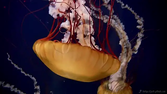 Snapshot of streamy_test11 chatting on March 6, 8:41 am streamy test11 online show from March 6, 8:41 am