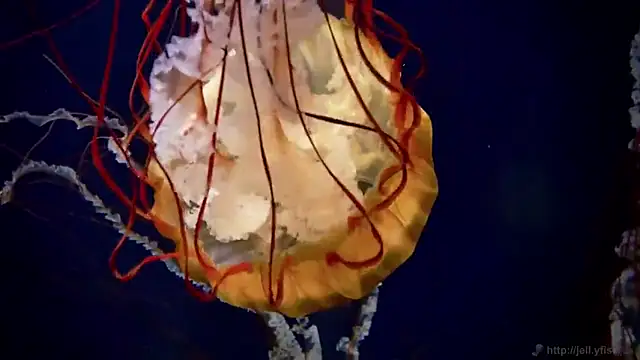 Snapshot of streamy_test11 chatting on March 13, 8:37 am streamy test11 online show from March 13, 8:37 am