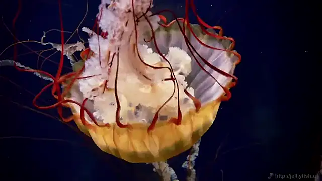 Snapshot of streamy_test11 chatting on October 9, 12:58 pm streamy test11 online show from October 9, 12:58 pm