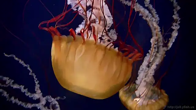 Snapshot of streamy_test11 chatting on October 20, 10:59 am streamy test11 online show from October 20, 10:59 am