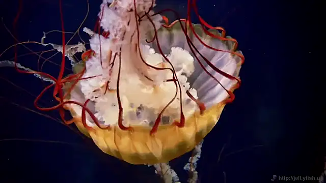 streamy test11 online show from December 16, 10:53 am