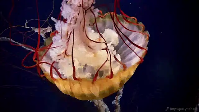 streamy test12 online show from December 13, 8:09 am