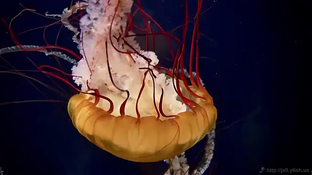 streamy test12 online show from February 16, 4:25 pm