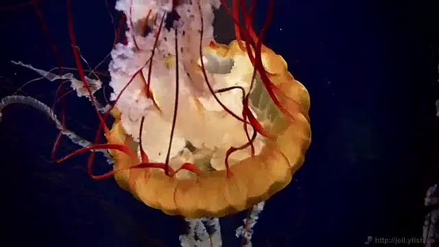 Snapshot of streamy_test13 chatting on December 10, 8:19 am streamy test13 online show from December 10, 8:19 am