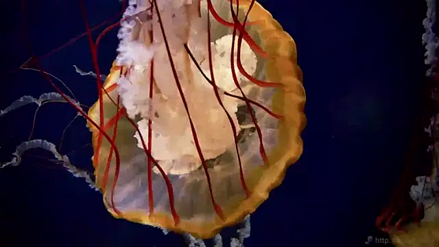 Snapshot of streamy_test13 chatting on January 15, 8:09 am streamy test13 online show from January 15, 8:09 am