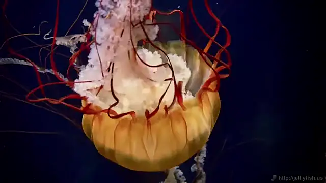 Snapshot of streamy_test13 chatting on September 9, 8:25 am streamy test13 online show from September 9, 8:25 am