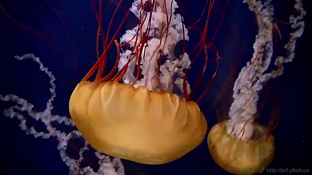 streamy test15 online show from November 12, 1:44 pm