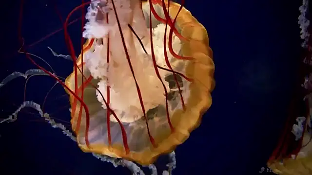 streamy test15 online show from January 14, 11:38 am