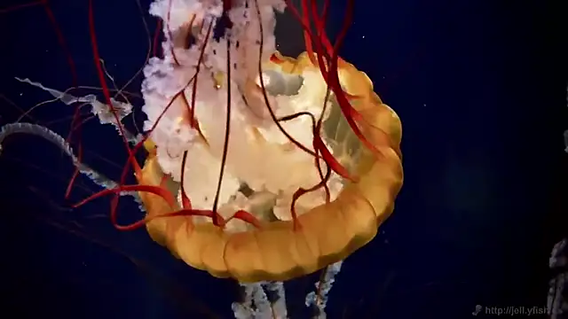 streamy test15 online show from February 4, 10:43 am