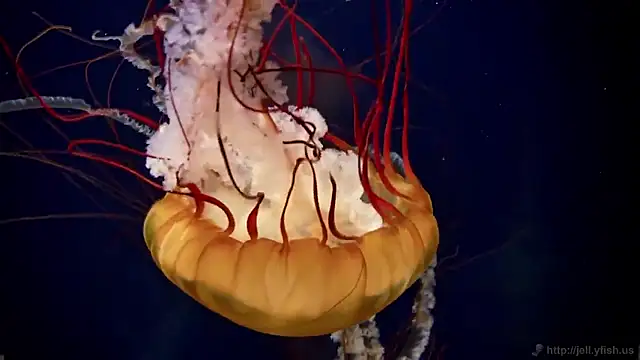 streamy test15 online show from February 18, 9:38 am