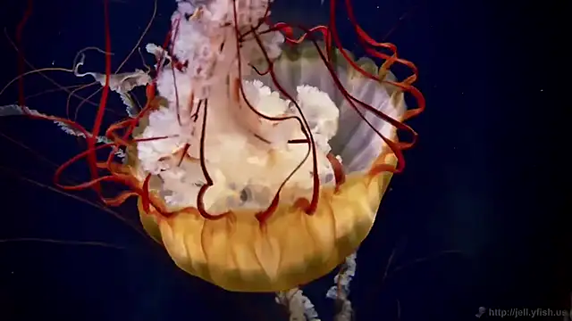 streamy test15 online show from March 5, 10:44 am