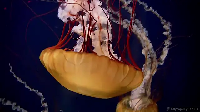 streamy test15 online show from March 9, 9:02 am