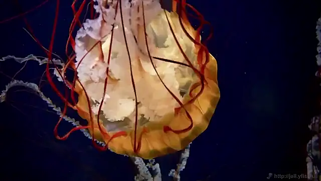 streamy test15 online show from March 16, 10:08 am