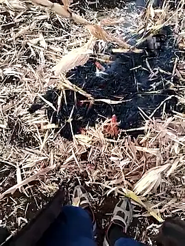 Snapshot of murokkk31 chatting on November 27, 4:03 am murokkk31 online show from November 27, 4:03 am