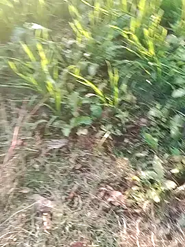 Sweet Dhara online show from January 10, 11:33 am