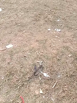 Sweet Dhara online show from January 11, 10:40 am