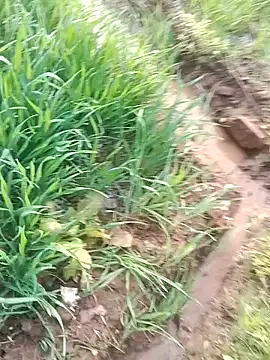 Sweet Dhara online show from January 22, 3:20 am