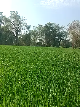 Sweet Dhara online show from January 29, 7:25 am