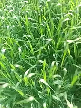 Sweet Dhara online show from February 3, 10:03 am