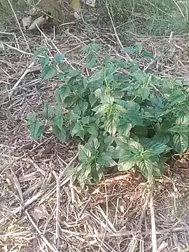 Sweet Dhara online show from February 12, 11:07 am