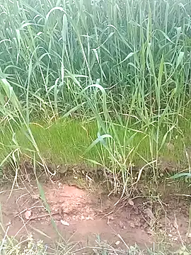 Sweet Dhara online show from February 15, 6:44 am