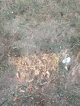 Sweet Dhara online show from March 11, 2:21 am