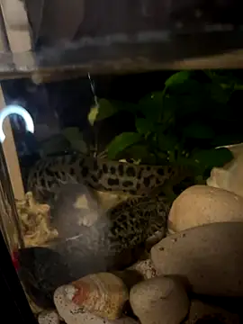 BroadFantasy online show from October 18, 7:14 pm