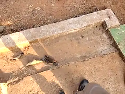 Ishan003 online show from February 15, 10:36 am