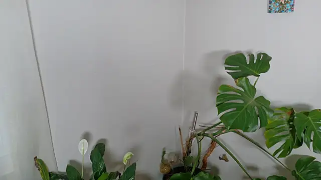 Snapshot of MistressKatie13xxx chatting on January 15, 9:29 pm MistressKatie13xxx online show from January 15, 9:29 pm