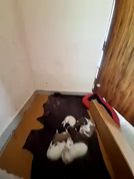 Snapshot of inba99tamil chatting on September 18, 6:37 am inba99tamil online show from September 18, 6:37 am