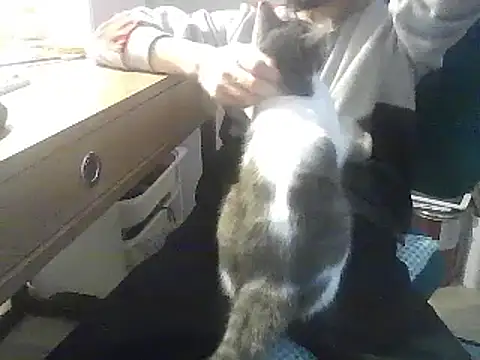 kallaviz online show from January 7, 7:16 pm